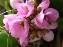 ヒマラヤユキノシタ 花の写真 ２９
