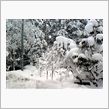 なんでスか、この雪は。