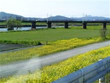 春の花 春の花