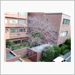 桜レポート