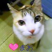 野良ネコ出没ニャーゴ 野良ネコ出没ニャーゴ