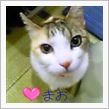 野良ネコ出没ニャーゴ