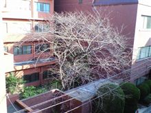 桜レポート５
