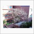 桜レポート５