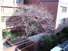 桜レポート７