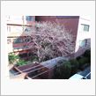 桜レポート７