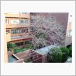 桜レポート８