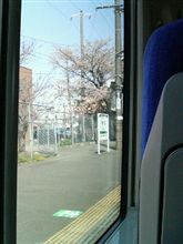 桜は咲いてますが…