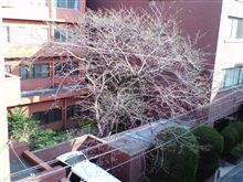 桜レポート９