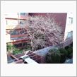 桜レポート９