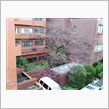 桜レポート１０