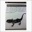 サンショウウオセンター