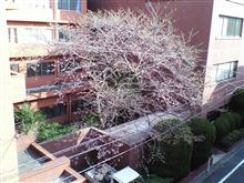 桜レポート１１