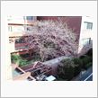 桜レポート１１