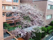 桜レポート１２