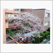 桜レポート１２