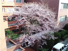 桜レポート13 桜レポート13