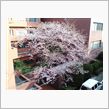 桜レポート１３