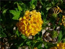 異国でもお花を見るのだ 異国でもお花を見るのだ
