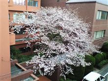 桜レポート14 桜レポート14