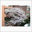 桜レポート１４