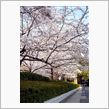 日比谷公園の桜１