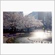 日比谷公園の桜２