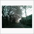 春、真っ盛りです！