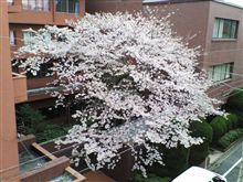 桜レポート15 桜レポート15
