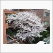 桜レポート１５