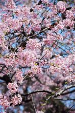 春ですね。