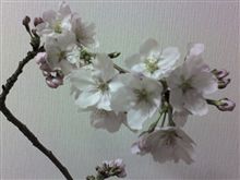 明日から４月です。