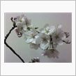 明日から４月です。