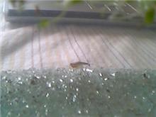 カブトエビ。