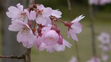 アウトランダー日記＞桜ドライブ（京都編）