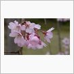 アウトランダー日記＞桜ドライ ...