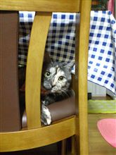 ねこ動画
