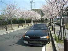 ＢＮＲ３２と桜