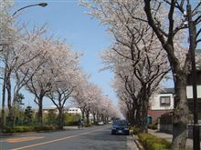 近所の桜並木とレガシィ