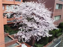 桜レポート１６