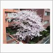 桜レポート１６