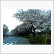 桜満開、花見て一杯できぬ我