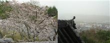 桜を見に行きました