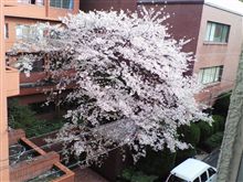 桜レポート１８ 