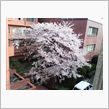 桜レポート１８