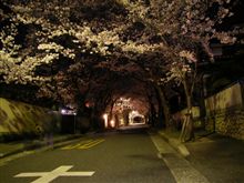 今年の桜第一弾？