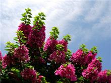 お花ネタ幾つか（その１）