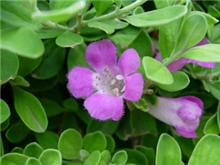 お花ネタ幾つか（その２）