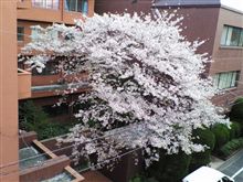 桜レポート１９