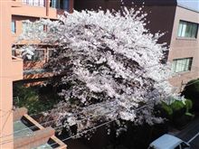 桜レポート２０